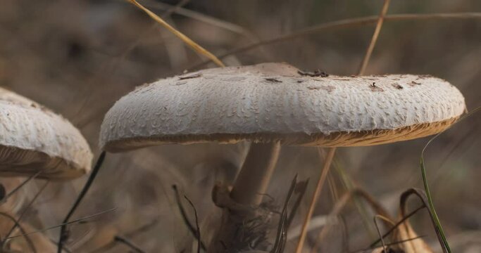 Macrolepiota procera mushroom in the forest