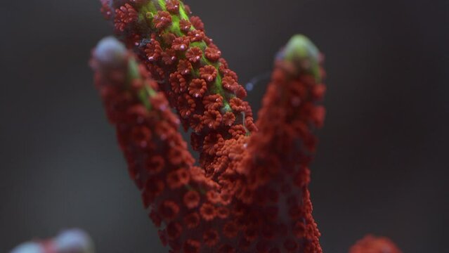 Beautiful Macro Shot of Branching red SPS Monitpora coral of the reef, Forest Fire digitata