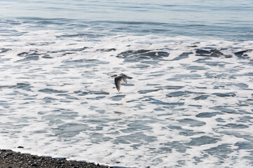 A landscape shot of sea gull flying over surf foam at Dungeness Spit, Olympic Peninsula, USA