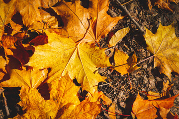 Yellow autumn maple leaves lie on black ground in rays of setting sun.