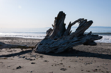 Another perspective of dragon skull-like dried stump at Dungeness Spit, Olympic Peninsula, USA