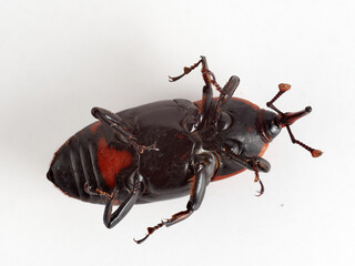 The Red Palm Weevil. Rhynchophorus ferrugineus 