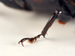 The Red Palm Weevil. Rhynchophorus ferrugineus 