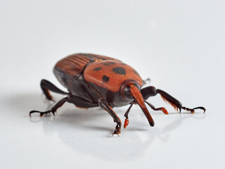 The Red Palm Weevil. Rhynchophorus ferrugineus 