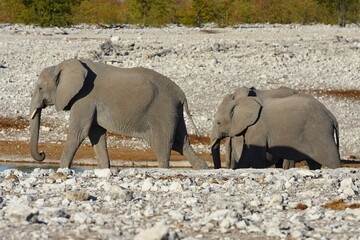 Afrikansche Elefanten am Wasserloch Olifantsrus im Etosha Nationalpark in Namibia. 