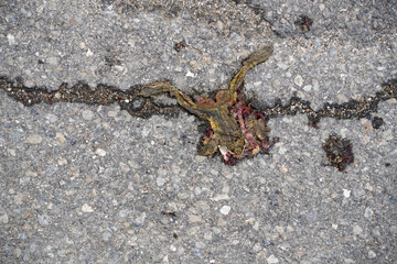 Dead roadkill toad on a road