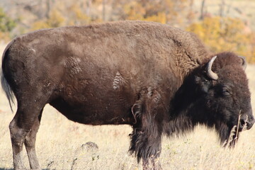 american bison