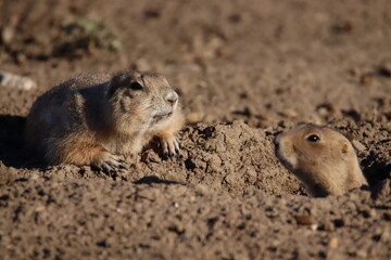 prairie dog on the ground