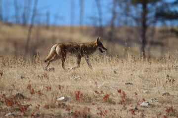 Coyote in the desert