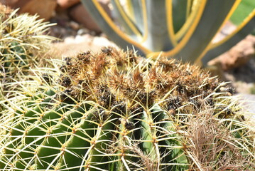 cactus in the garden