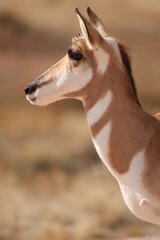 close up of pronghorn