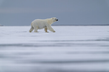 Fototapeta na wymiar Un ours polaire marchant sur la banquise au Svalbard. 