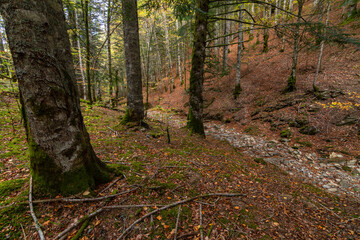 selva de irati en otoño navarra