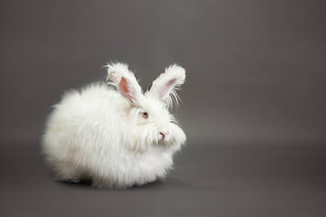 Fluffy white rabbit of the Angora breed, on a gray background, shooting in the studio. - Powered by Adobe
