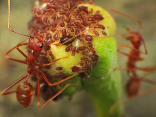 close-up of weaver ants farming the aphids colony