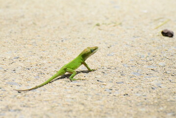 lizard on the sand
