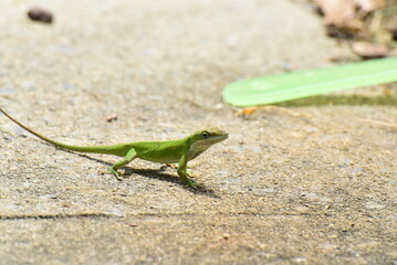 lizard on a leaf