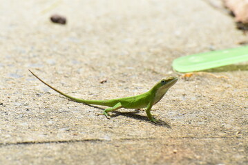 lizard on the ground