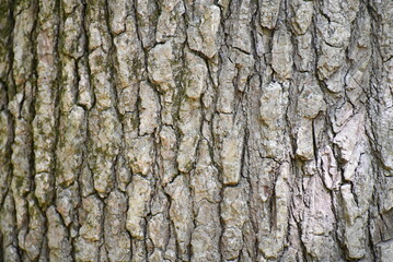 tree texture