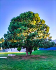 La vida del árbol. 