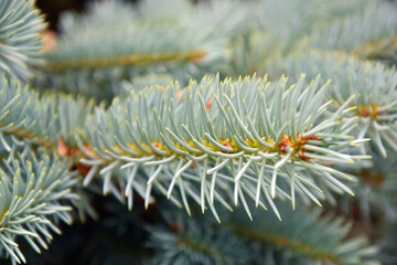 Naklejka na ściany i meble Fir branches background, nature. Branches of blue spruce, full frame. Close-up. Selective focus.
