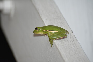 frog