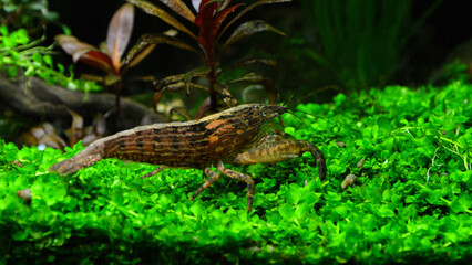 Beautiful bamboo shrimp or Atyopsis moluccensis. 
It is an asian freshwater shrimp.
