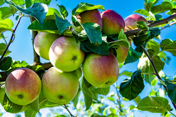 Photography on theme beautiful fruit branch apple tree