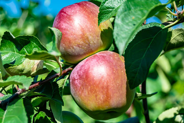 Photography on theme beautiful fruit branch apple tree