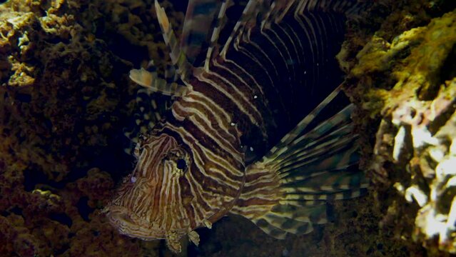 Closeup shot of a tropical lionfish swimming underwater