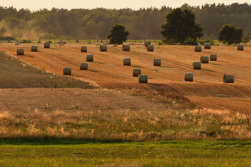 Obraz premium Owocne plony