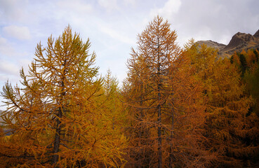 Fototapeta na wymiar Hiking trail in South Tyrol in the Martell Valley