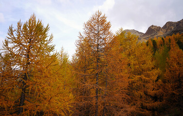 Hiking trail in South Tyrol in the Martell Valley