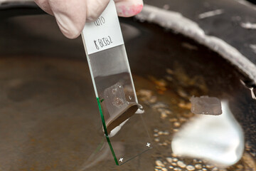 Scientist preparing a paraffin embedded tissue for pathology analysis. Floating method for...