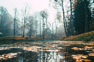 swamp in the autumn, moody weather - obrazy, fototapety, plakaty