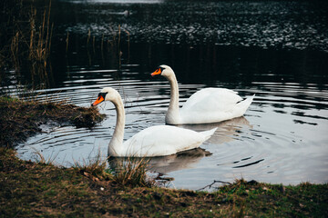 two swans swimming gracefully in a lake or pound, dark color, summer time, nature