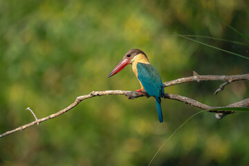 stork billed kingfisher on branch 