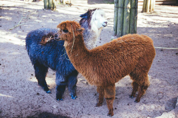 alpaca in the zoo, two lamas in the sand © Toms