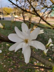 Blooming white magnolia flower on a tree
