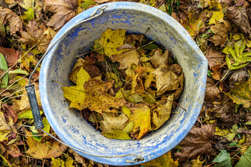 Fallen Autumn Golden And Brown Leaves