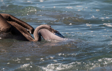 feeding brown pelican in the water