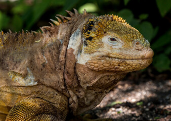 portrait of land iguana, Urbina Bay