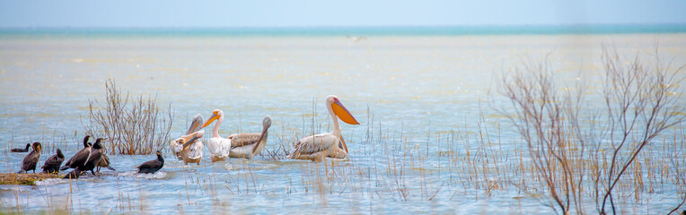 A flock of pelicans walks on a blue lake. Flying pelicans in the blue sky. Waterfowl at the nesting...