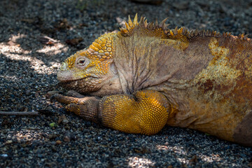 land iguana on lava rocks