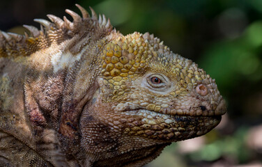 land iguana portrait