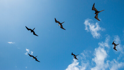 Silhouettes of magnificent frigate birds flying around a boat, Galapagos Islands, Ecuador
