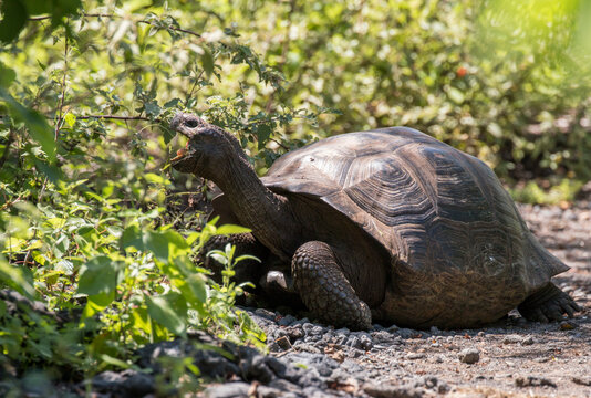 giant tortoise feeding on leaves, Urbina Bay, Galapagos