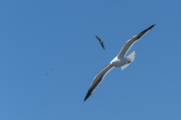 Black-back gull in flight