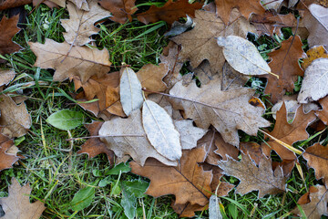 dry oak leaves and with green grass in frost lie on the ground in autumn.