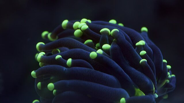 Beautiful Macro Shot of waving Torch Euphyllia Coral with black and green tip Polyps